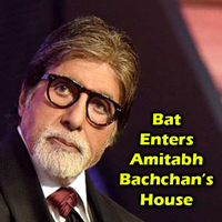 Bat Enters Amitabh Bachchans House